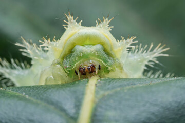 Lepidoptera larvae in the wild, North China