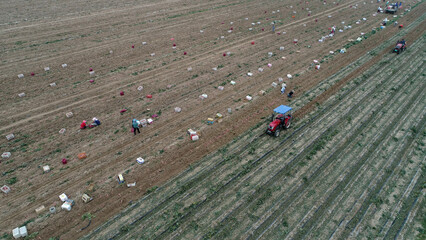 Obraz premium Farmers harvest sweet potatoes in the fields in North China