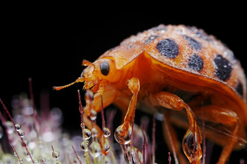 Ladybugs on wild plants, North China