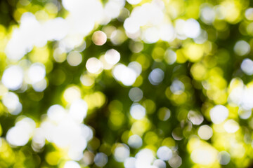 Obraz premium View of a tree out of focus and backlit.