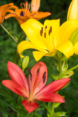 Obraz premium 三色のスカシユリの花