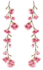 アナログ水彩枝垂れ桜のタテボーダーフレーム