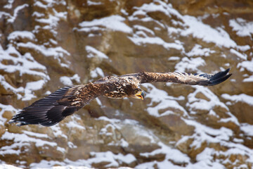 Eagle in flight. White-tailed eagle, Haliaeetus albicilla, flies over snowy rock with widely spread wings. Majestic bird hunting. Wildlife from winter nature. Sea eagle is largest eagle in Europe.