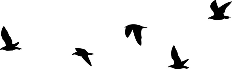Mouettes rieuses en vol - silhouette sur fond transparent 