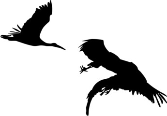 Cigognes en vol dans le ciel, silhouette sur fond transparent 