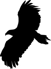 Aigle, vecteur fond transparent 