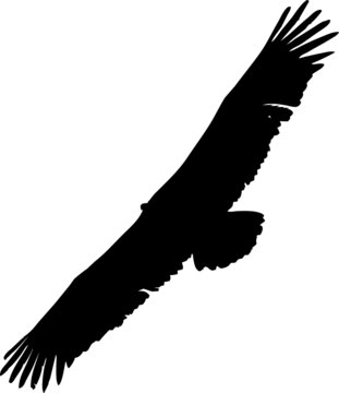 recommend clip art: Vautour fauve - vecteur noir sur fond transparent - silhouette