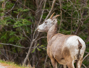 Big Horn Sheep Ovis canadensis portrait on the mountain forest. Mountain goat walking in Banff National Park Alberta.