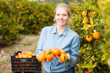 Positive female farmer picking carefully ripe mandarins on plantation