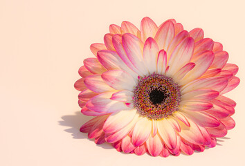 Beautiful pink, white and orange Gerbera Daisy isolated on creamy, solid colored background.