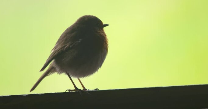 Robin Beautiful Bird Perched On Wood Close Up Silhouette Green Background Greenscreen