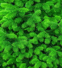 Fototapeta na wymiar green branches of a Christmas tree 