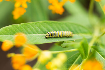 Caterpillar