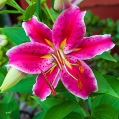 Stargazer lily bloom.