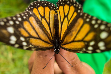 Gardener holds monarch butterfly
