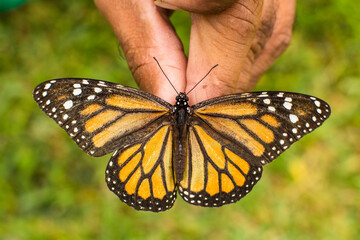 Gardener holds monarch butterfly