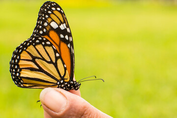 Gardener holds monarch butterfly