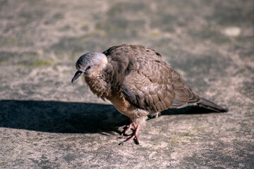 pigeon on a branch