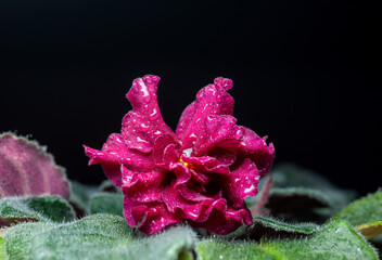 Indoor red flower.