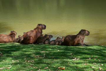  Tapir Large rodent