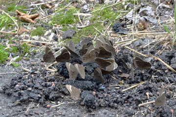 獣糞に集まるクロヒカゲ（北海道・鶴居村）
