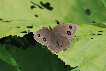 翅を開いたジャノメチョウの雌（北海道・鶴居村）
