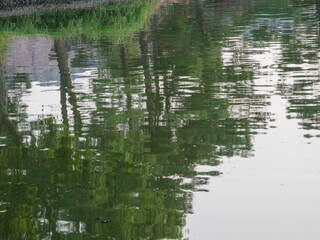 Fototapeta na wymiar Trees reflected in quiet water