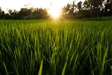 Obraz na płótnie Canvas sunset in the rice field in Bali, Indonesia 