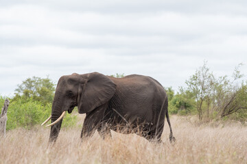 Obraz premium African elephant in Kruger