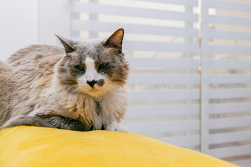 Sleepy Indoor cat