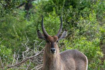 Waterbuck in South Africa
