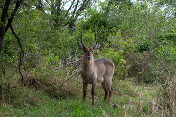 Waterbuck in South Africa