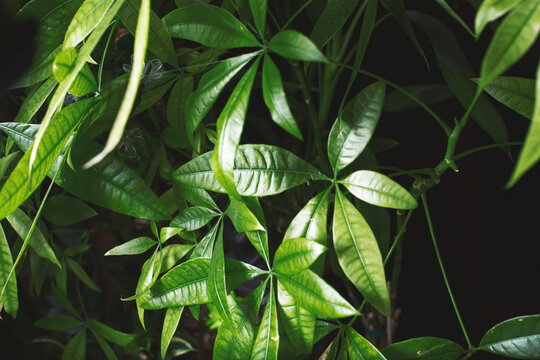 A view of several money tree leaves, as a background.