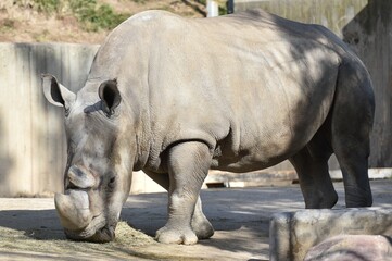 Naklejka premium Rinoceronte