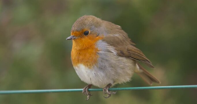 Robin sitting on wire close up flying away
