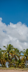 Fototapeta na wymiar Uma panorâmica vertical das belas palmeiras no litoral do Nordeste brasileiro