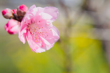 Obraz premium ピンク色の桃をクローズアップして写す 