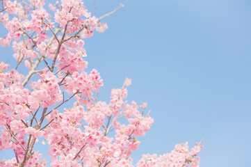 ハイキー調に写した河津桜	