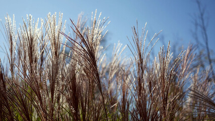 Obraz premium Color Graded Image of Cinematic Cat-Tails Blowing During Daytime Close Up