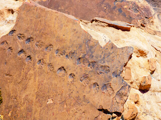 Prehistoric lizard tracks across fossilized mud