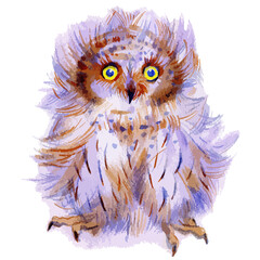 Vector illustration of owl portrait.