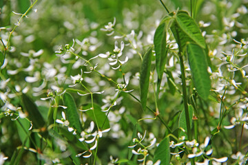 Obraz premium green leaves in the wind