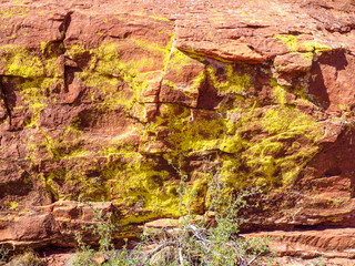 Brilliant yellow lichen growing on sandstone