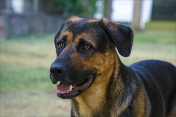 Large black and brown dog face looking straight ahead