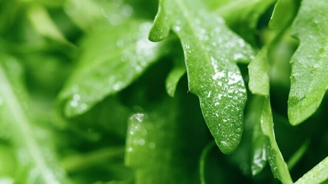 Arugula close-up. Salad green leaves background. Fresh rucola, lettuce. Raw vegetable leaf. 