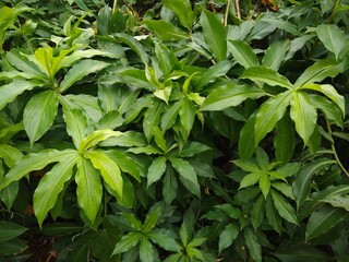 Fiery costus, spiral flag or insulin plant (Chamaecostus cuspidatus), medicinal plants