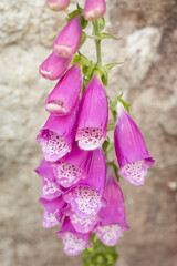 Pink foxglove close up macro with trypophobia vibes  © Eric Gomez