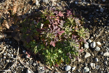 Mugwort leaves in winter. Asteraceae perennial plants. Edible and medicinal. Called the Queen of Herbs. 