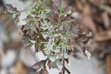 Mugwort leaves in winter. Asteraceae perennial plants. Edible and medicinal. Called the Queen of Herbs. 