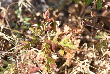 Mugwort leaves in winter. Asteraceae perennial plants. Edible and medicinal. Called the Queen of Herbs. 